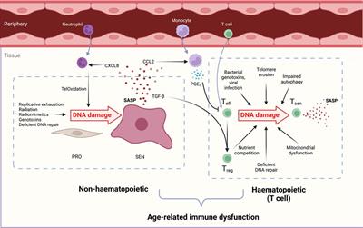 The central role of DNA damage in immunosenescence